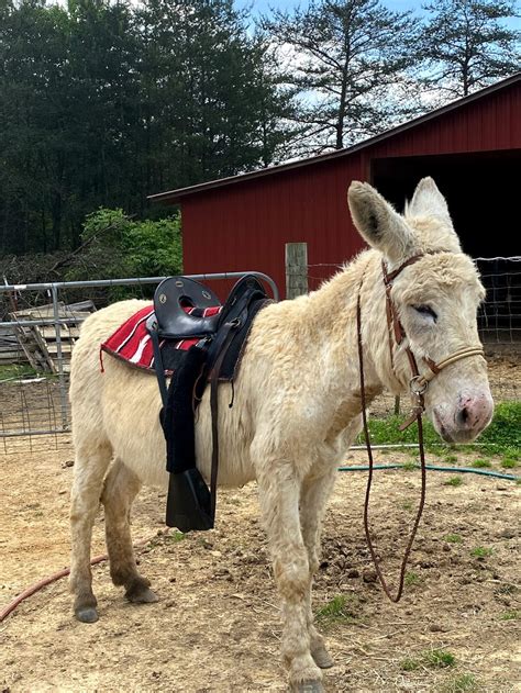 Beautiful rolling hills, gorgeous views, creeks, springs, ponds and abundant wild-life are all offered by this subdivision of <b>mini</b> farms, known as Richey Farms. . Micro mini donkeys for sale in tennessee